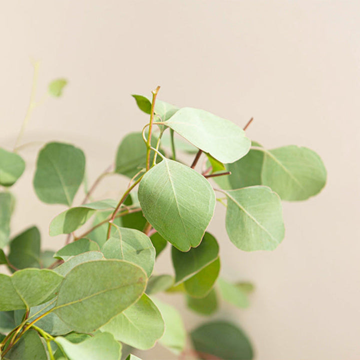 Fresh Eucalyptus Polyanthemos flower stems from Black Tulip, showcasing green, leafy eucalyptus branches on a white background.