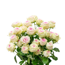 Garden Spray Rose, Gelato, 5 Stems