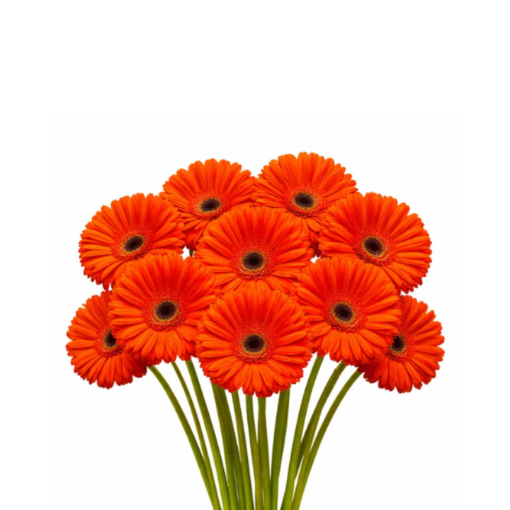 Bright orange Gerbera flowers from Flowranow, Marinilla Orange, arranged in a bouquet of 10 stems for vibrant floral decor.