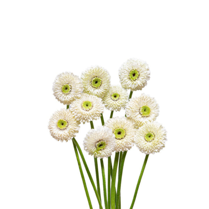 Fresh Gerbera Mona flowers in a bouquet, featuring vibrant blooms on long stems, arranged by Flowranow.