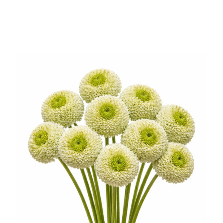 Fresh Gerbera flowers from Viriviri, 10 stems, vibrant blooms arranged in a bouquet, by Fresh Flower Holland.