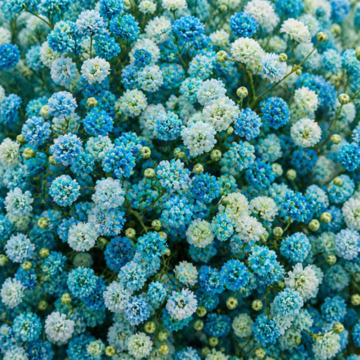 Turquoise tinted Gypsophila flowers with 10 stems, natural floral arrangement by Bella Rose, shown in close-up.
