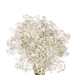 Gypsophila, Xlence White, 10 Stems