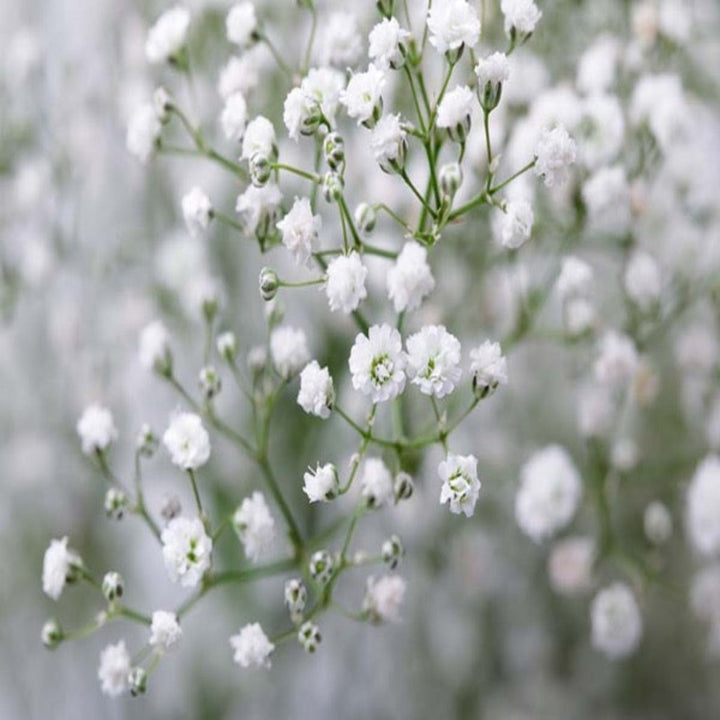 Bouquet of 10 XLence White Gypsophila flower stems from Bella Rose, with delicate white blooms and green stems.