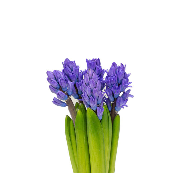 Hyacinth blue scented flowers with 5 stems from Fresh Flower Holland, showcasing vibrant blossoms and lush green leaves.