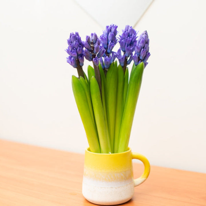 Hyacinth blue scented flower stems from Fresh Flower Holland, featuring five fresh, vibrant hyacinth blossoms.