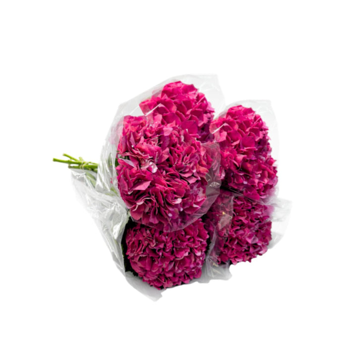 Red Trophy Hydrangeas flower stems from SQ Flora Kenya, showcasing vibrant blooms and lush green foliage.