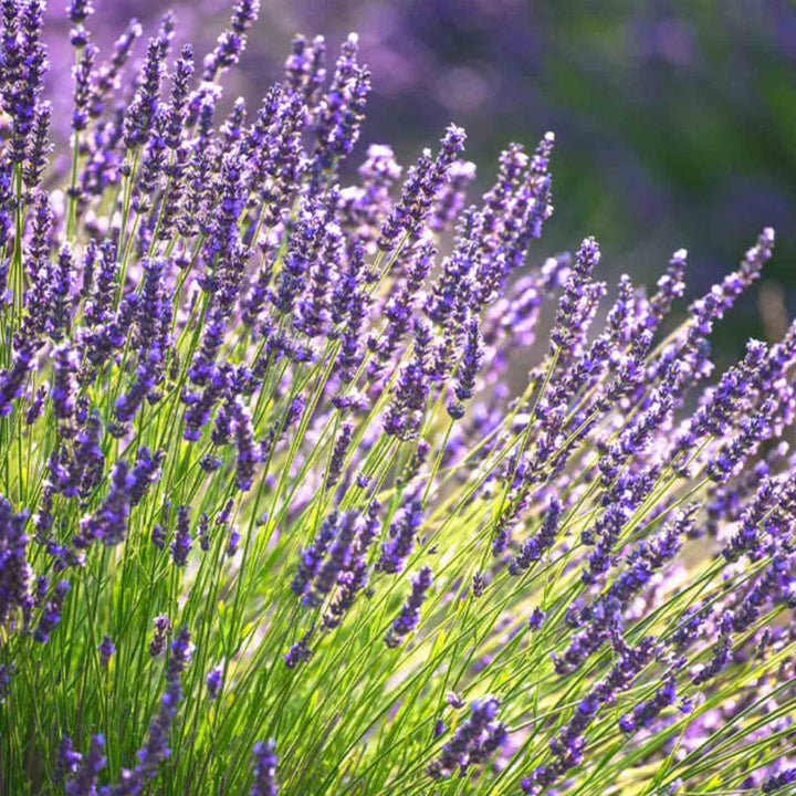 Semi-dried lavender flower bunch in 0.1 kg from Fresh Flower Holland, showing purple lavender stems and blossoms.