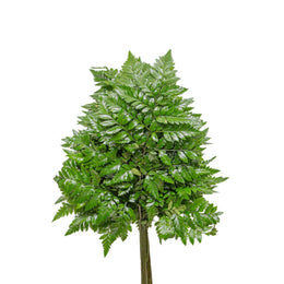 Leather Leaf, Fern, 18 Stems