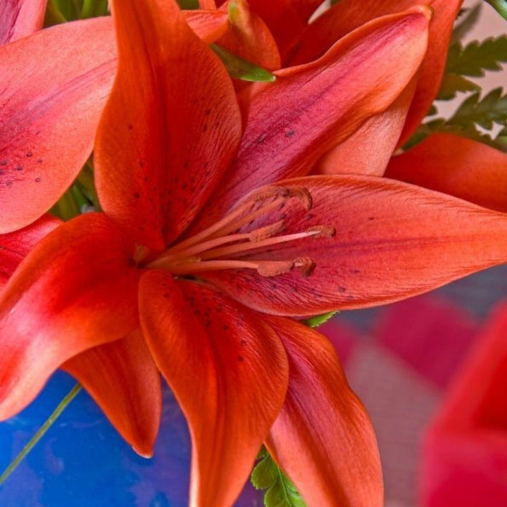 Bright red Asiatic lilies from Dutch Corleone Red variety in a bouquet with five stems, arranged by Fresh Flower Holland.