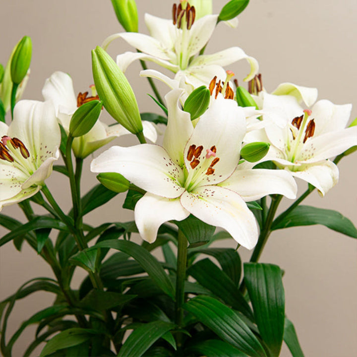 Fresh Asiatic lilies from Holland with five white Magnum Litouwen stems, featuring large blooms and lush green foliage.