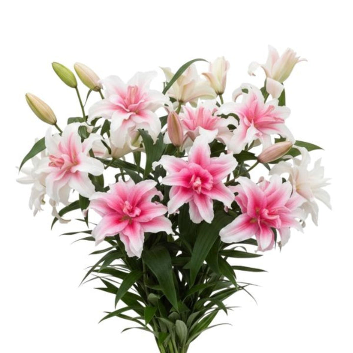Bouquet of 5 Oriental Lily stems with double petals, scented Dutch lilies from SQ Flora Kenya.