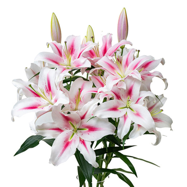 Pink Oriental Lilies from Frontera by Fresh Flower Holland, 5 stems of scented Dutch flowers in a floral arrangement.