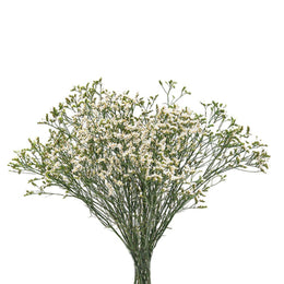 Limonium, white, 10 Stems