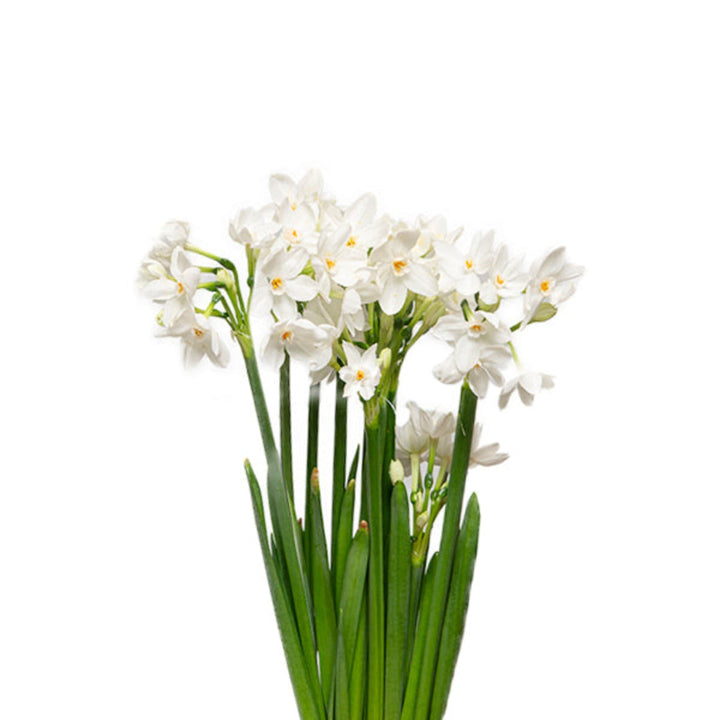 Narcissus, White, 10 Stems - Sharbatly.Club