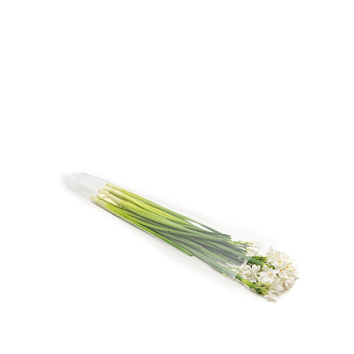 Narcissus, White, 10 Stems - Sharbatly.Club