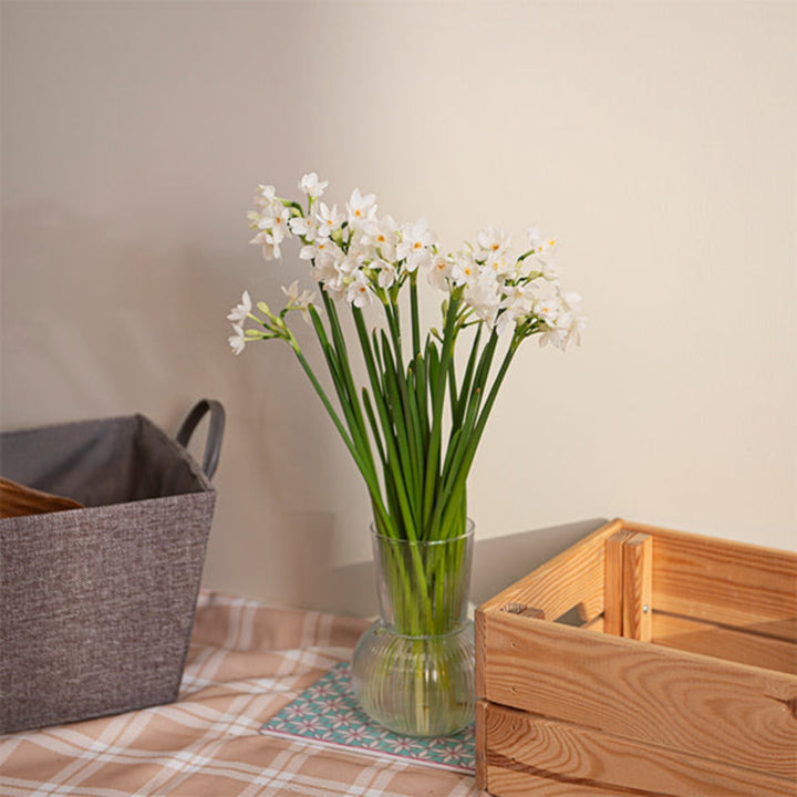 Narcissus, White, 10 Stems - Sharbatly.Club