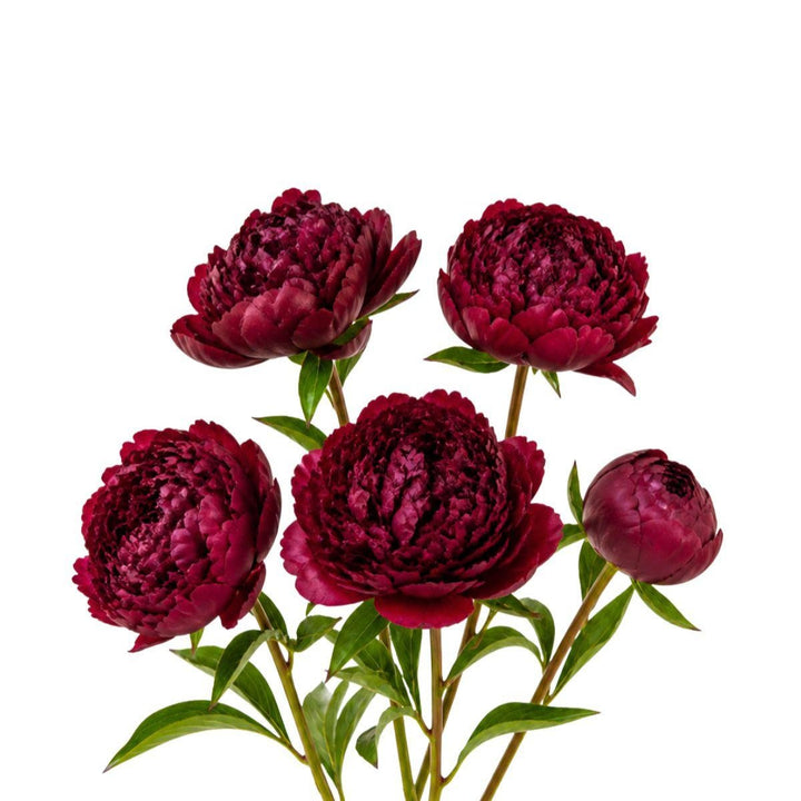 Red peony flower stems from Fresh Flower Holland, showing five vibrant, blooming peonies with lush green leaves.