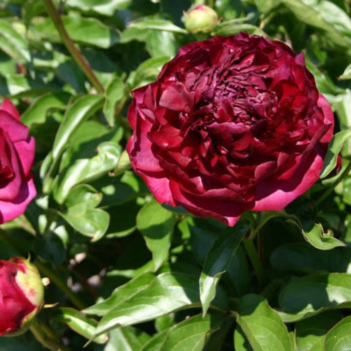 Red peony flowers with five stems from Fresh Flower Holland, showcasing vibrant blooms and lush green foliage.
