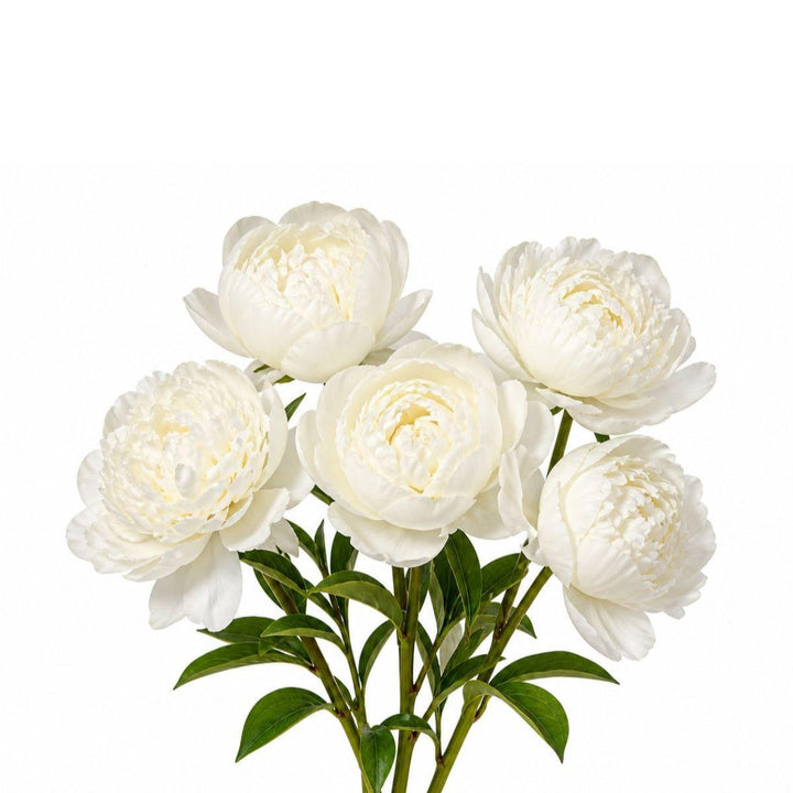 White peony flower stems from Fresh Flower Holland, showcasing five elegant, blooming white peonies on lush green stems.