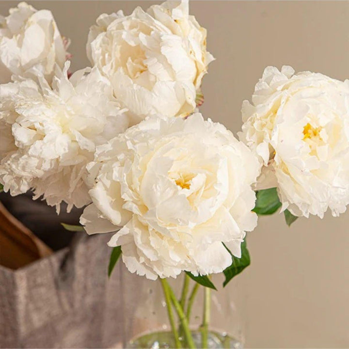 White peony flower stems from Fresh Flower Holland, showing five fresh, full blooms with lush green foliage.