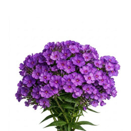 Phlox, Purple, 10 Stems