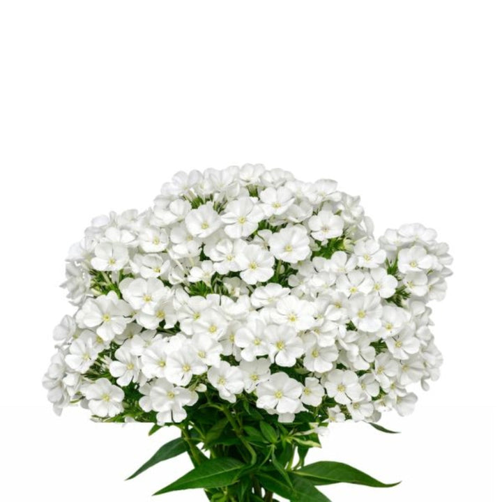 White Phlox flower stems from SQ Flora Kenya, showing 10 fresh blooms with delicate white petals.