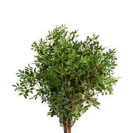Pistacia, Green, 10 Stems