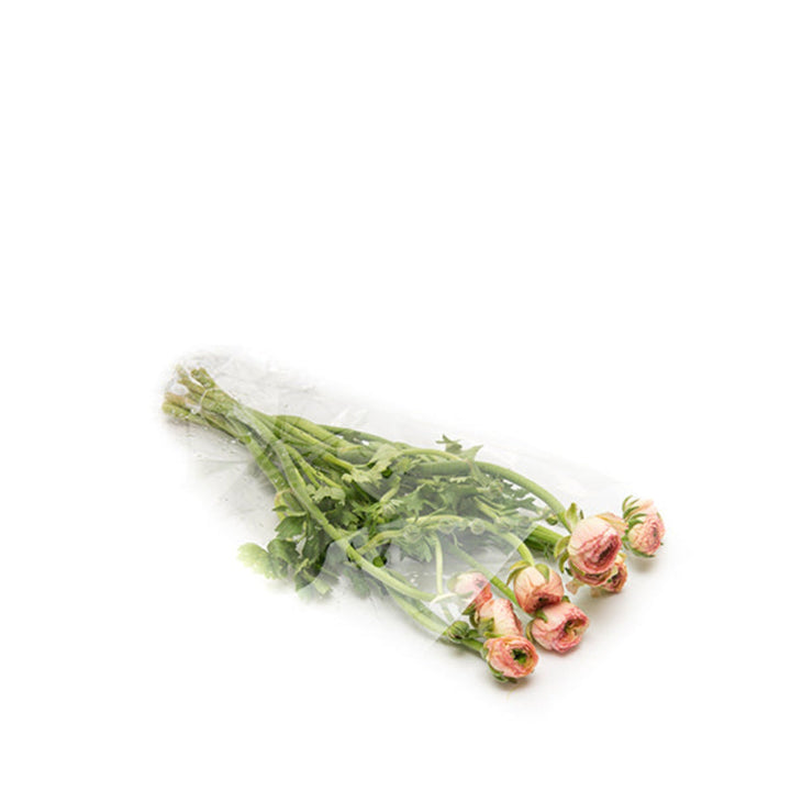 Ranunculus, Peach Tuareg, 10 Stems - Sharbatly.Club