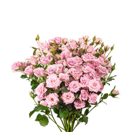Roses Baby Leila, 10 Stems