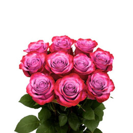 Roses, Deep Purple, 10 Stems