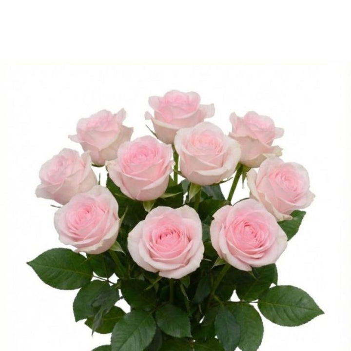 Bouquet of 10 Sweet Revival roses by SQ Flora Kenya, vibrant red roses with lush green leaves in a floral arrangement.