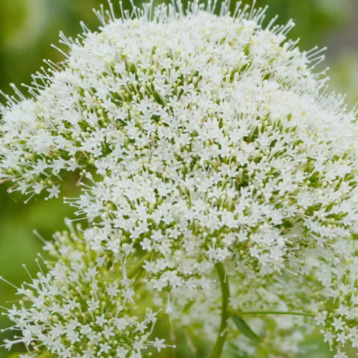 White trachelium flowers on 10 stems from Black Tulip, showcasing delicate clustered blooms perfect for floral arrangements.