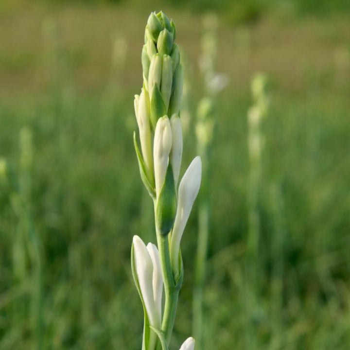 Fresh Tuberose flowers with 10 stems from Fresh Flower Holland, showcasing white blossoms arranged naturally.