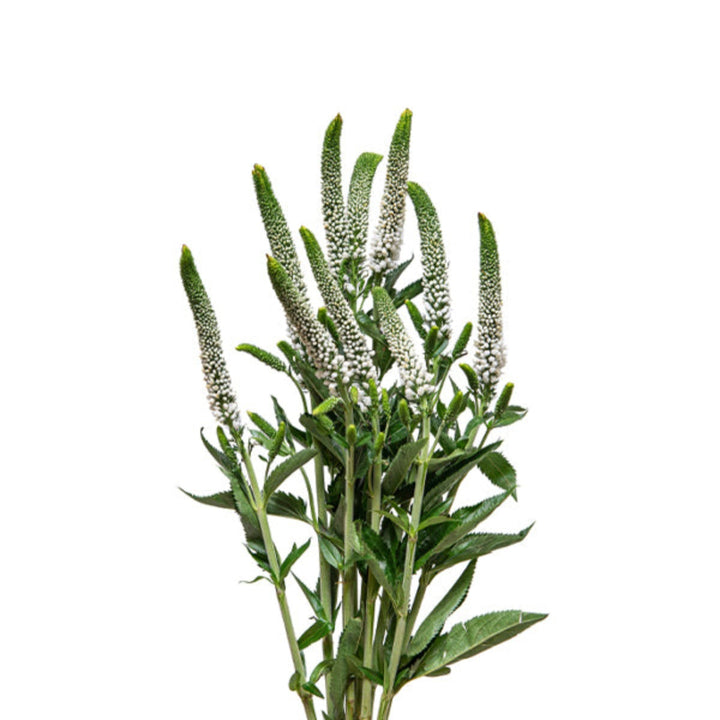 White Veronica flower stems from Fresh Flower Holland, showing 10 fresh, elegant flower stems on a neutral background.