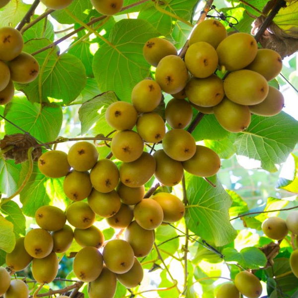 Yellow gold Jintao kiwifruits from Sharbatly, 2.7 kg carton, showing ripe yellow-skinned kiwis with fuzzy brown texture.